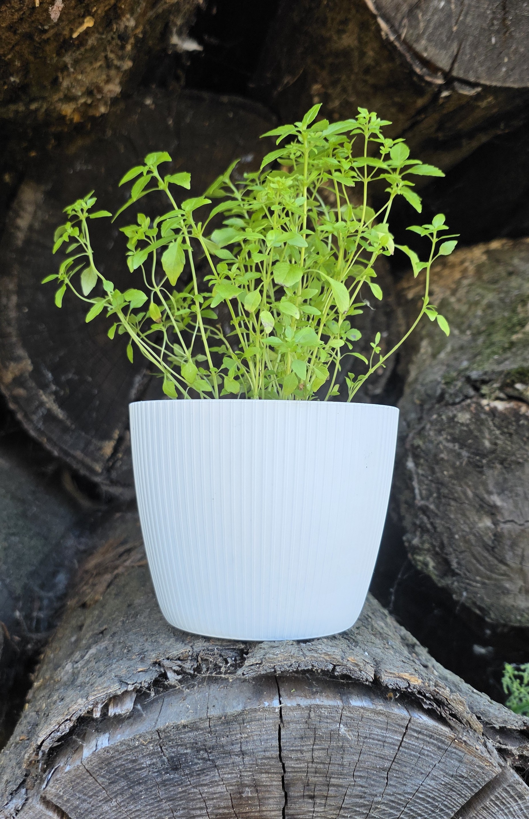 Bazalka pravá Compact