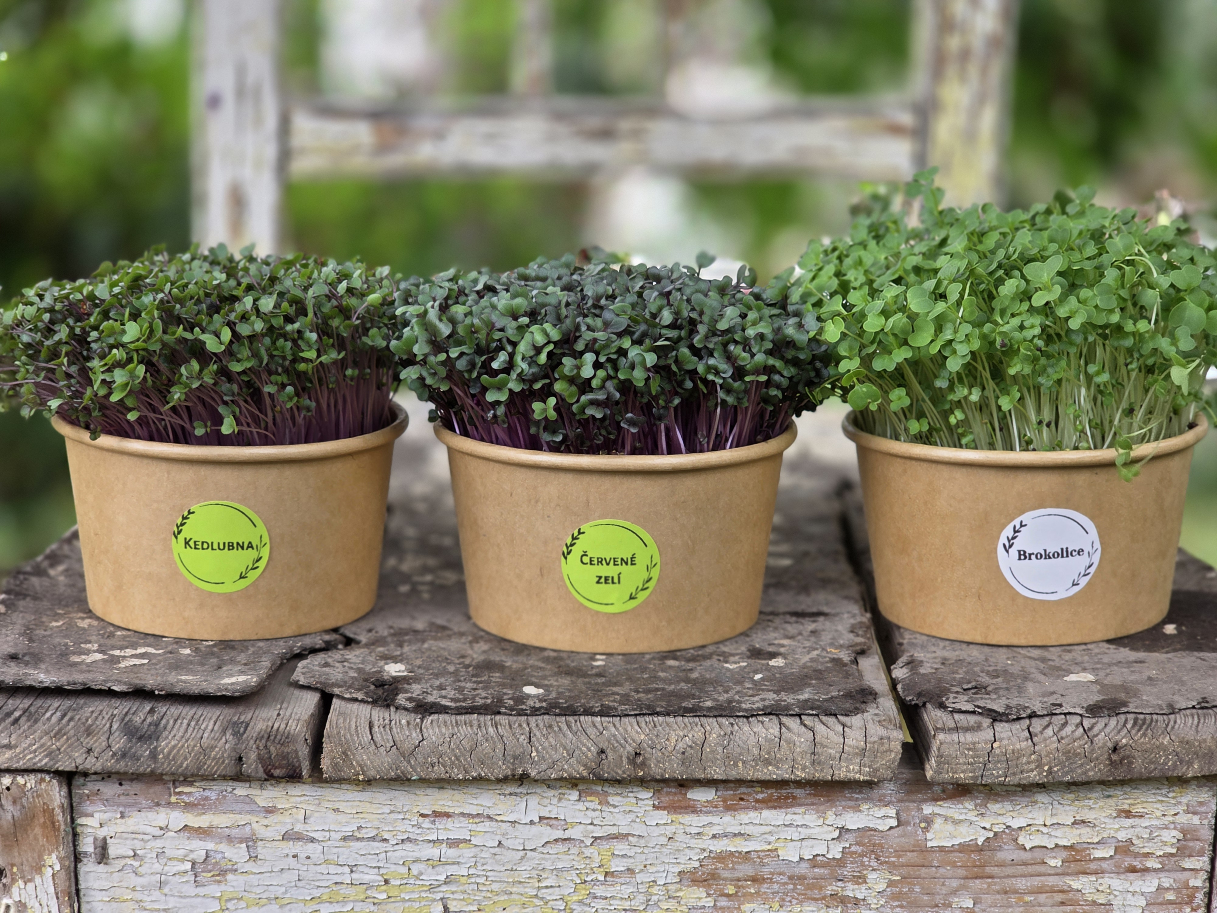 Domácí microgreens